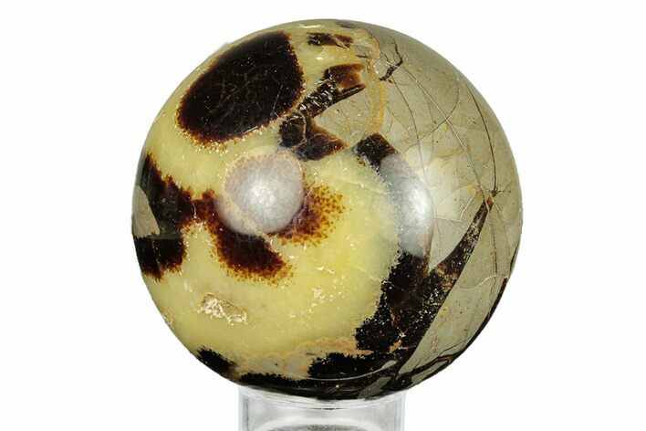 Polished Septarian Sphere - Madagascar #260036